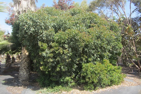 Eucalyptus gomphocephala Kaduri KKL. Photo: Tania Susskind