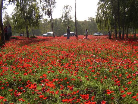 Anemones blossom in Beeri Forest. Photo: Michael Huri.