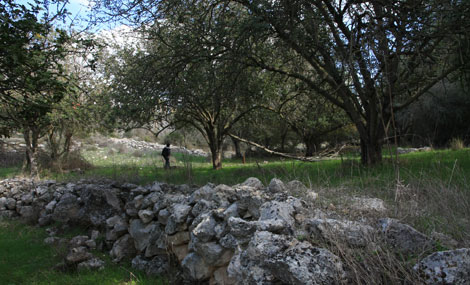 Carob trees. Photo: Yaakov Shkolnik.