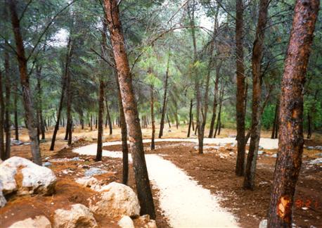 A footpath in the Gilboa Forests. (Photo: KKL-JNF Photo Archive)