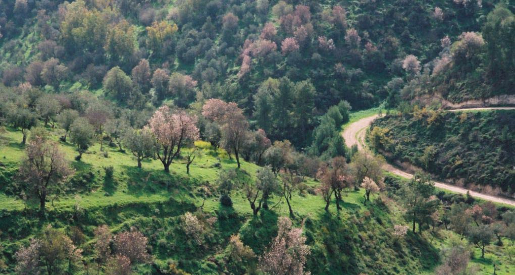 Flowering in Hanita forest. Photo: KKL-JNF Photo Archive