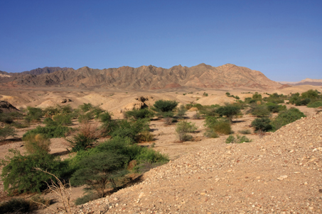 Photo: Yaakov Shkolnik