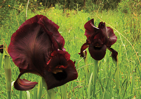 Iris Atropurpurea