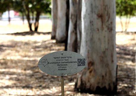 Colonnade of Eucalyptus Camaldulensis