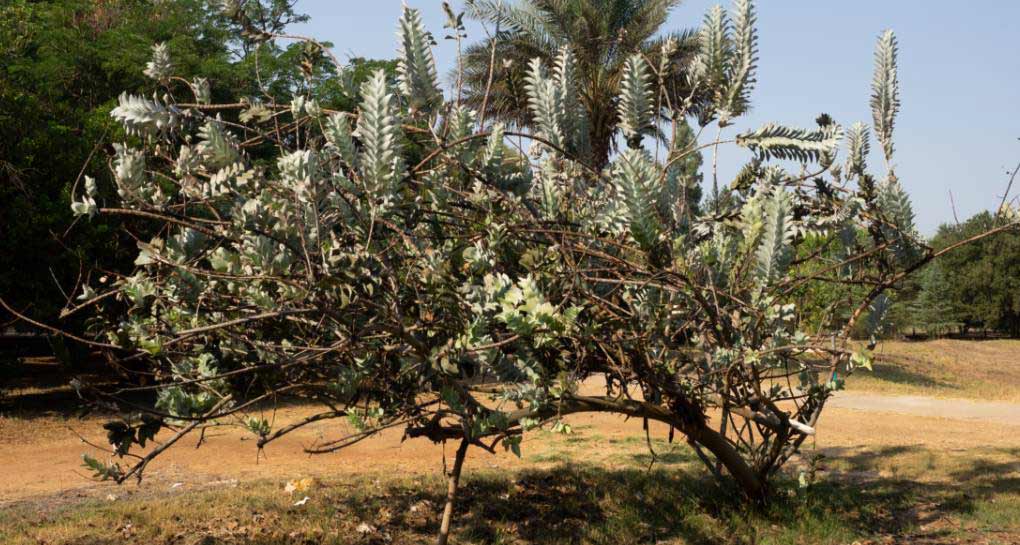 Eucalyptus Macrocarpa. Photo: Yaakov Shkolnik, KKL-JNF Photo Archive