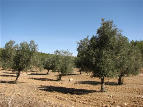 Photo: KKL-JNF Photo Archive