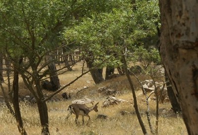 Pisgat Zeev Forest. Photo: Haim Saar.
