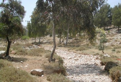 A trail in Pisgat Zeev Forest. Photo: Dr Yossi Spanier.