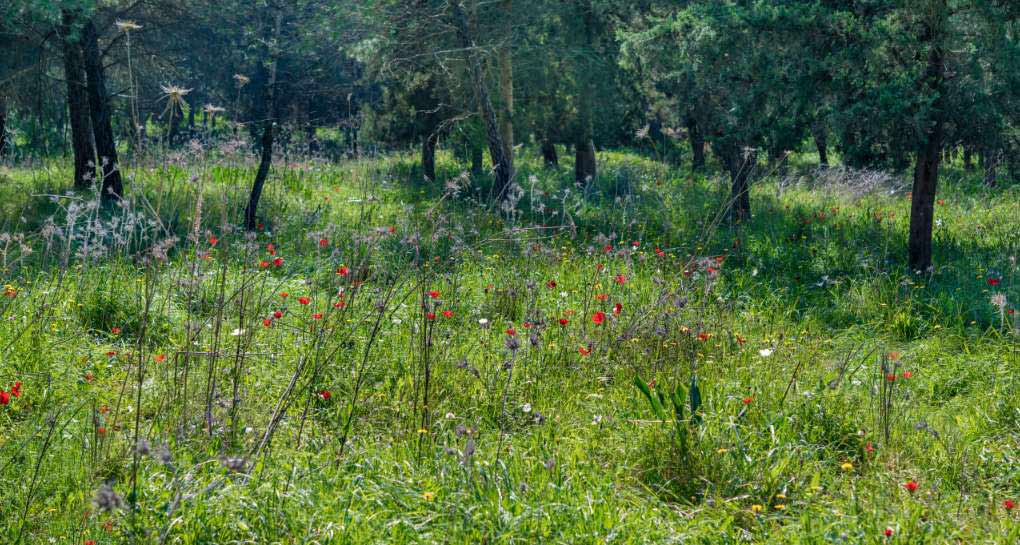 Photo: KKL-JNF Photo Archive