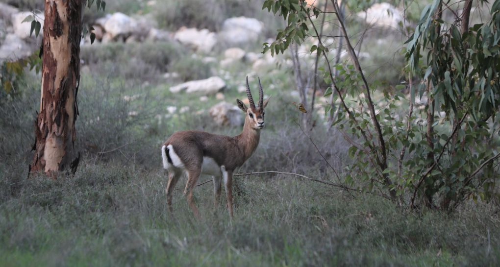 Photo: KKL-JNF Photo Archive