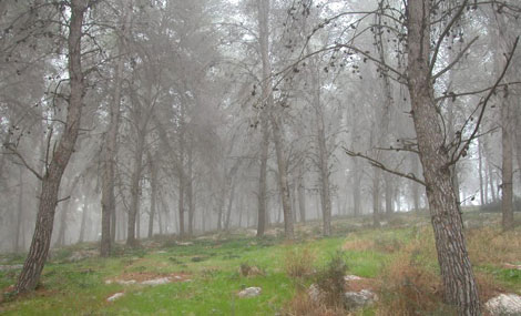 Hamalachim Forest. Photo: Yaakov Shkolnik.