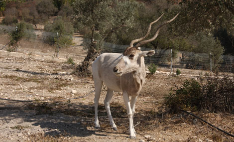 Photo: Yaakov Shkolnik