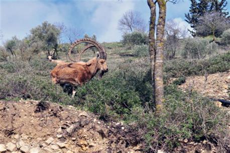 An ibex in Blue Valley Park. Photo: KKL-JNF Photo Archive.