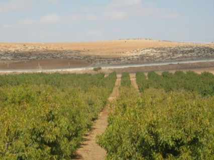 Photo: Tania Susskind.