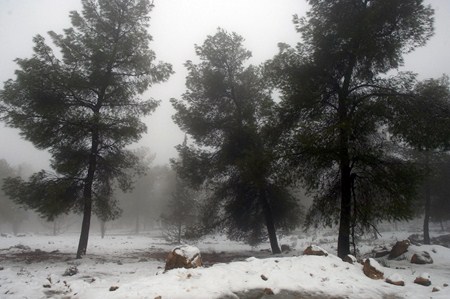 Snow in Yatir Forest. Photo: KKL-JNF Archive.