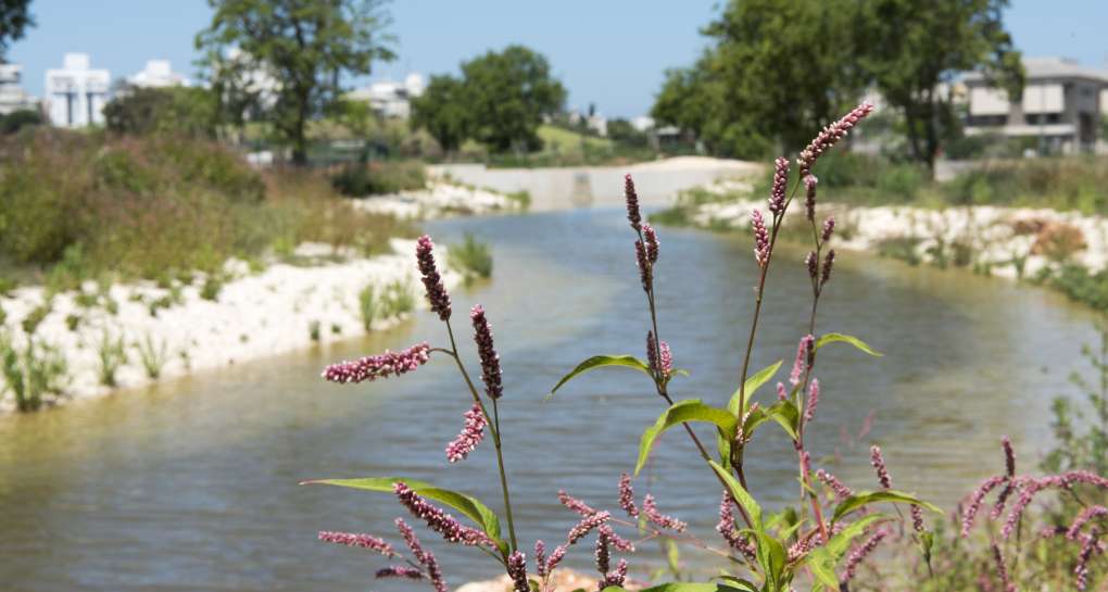 Bird's Head Park. Photo: Yoav Lin