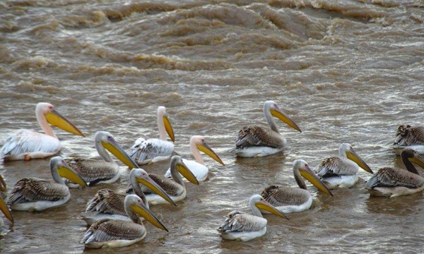 Pelicans in the Mishmar HaSharon Reservoir. KKL-JNF Photo Archive