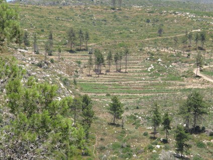 Carmel Terraces. Photo: Yoav Devir