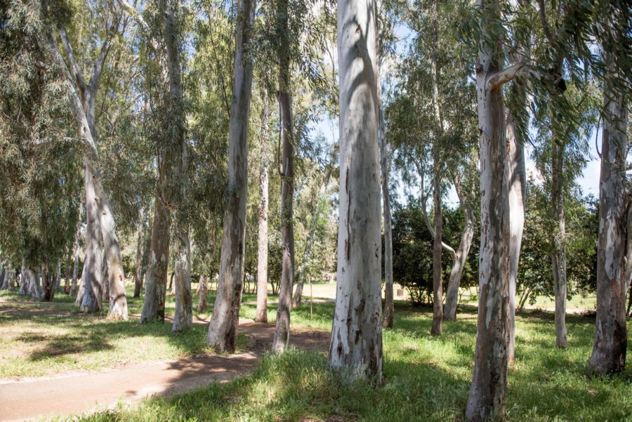 Giant Australian eucalyptus trees. Photo: Dennis Zinn, KKL-JNF