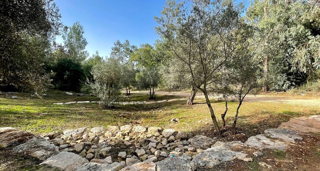 Argentina car park, Ben Shemen forest. Photo: Amir Hermes
