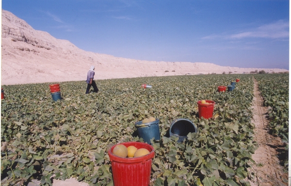 A melon field in the Arava. Photo: KKL-JNF Photo ArchiveA melon field in the Arava. Photo: KKL-JNF Photo Archive
