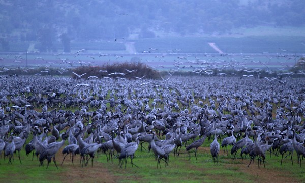 Migrating cranes gather in Hula Lake Park. Photo by Avi Hirschfield, KKL-JNF Photo Archive