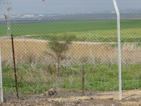 Trees planted for security near the Gaza border. Photo: KKL-JNF Photo Archive