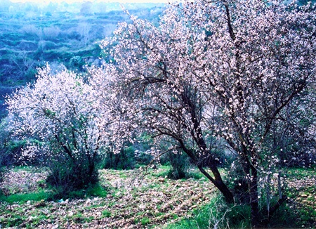 Almond trees blooming in Rabin Park.
Photo: KKL-JNF Photo Archive