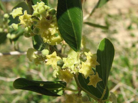 The star-shaped blossoms of the Jujube tree.
Photo: Yochaig, Wikimedia Commons.