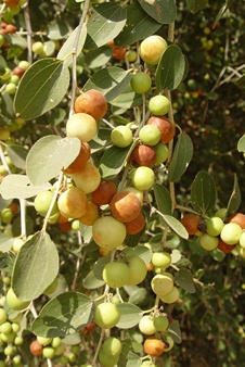 Fruit of the Jujube tree.
Photo: KKL-JNF Photo Archive