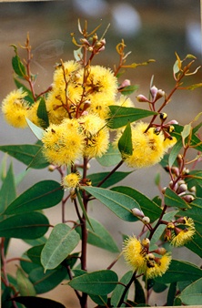 Yellow Eucalyptus blossoms.
Photo: KKL-JNF Photo Archive