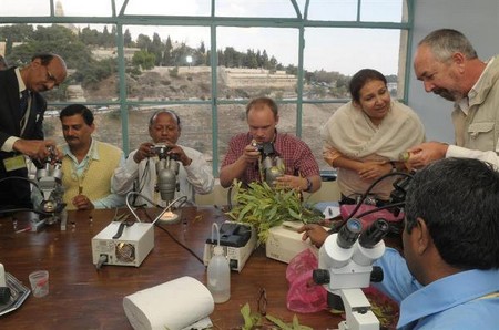 Saving Eucalyptus Trees Worldwide