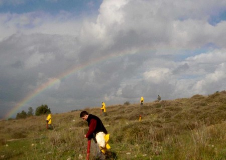 Planting of acorns. Photo: KKL-JNF Photo Archive