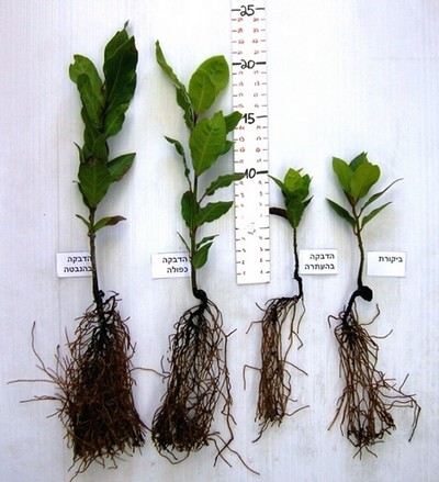 Photo: KKL-JNF Photo Archive