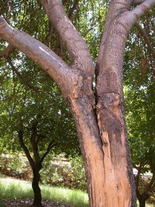 Photo: KKL-JNF Photo Archive