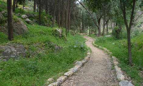 Anne Frank Forest, which forms part of Martyrs Forest. Photo by Yaakov Shkolnik, KKL-JNF Photo Archive
