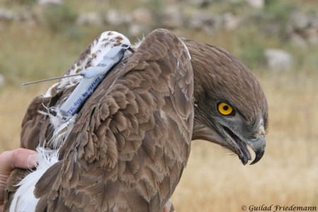 Raptors in the Forests